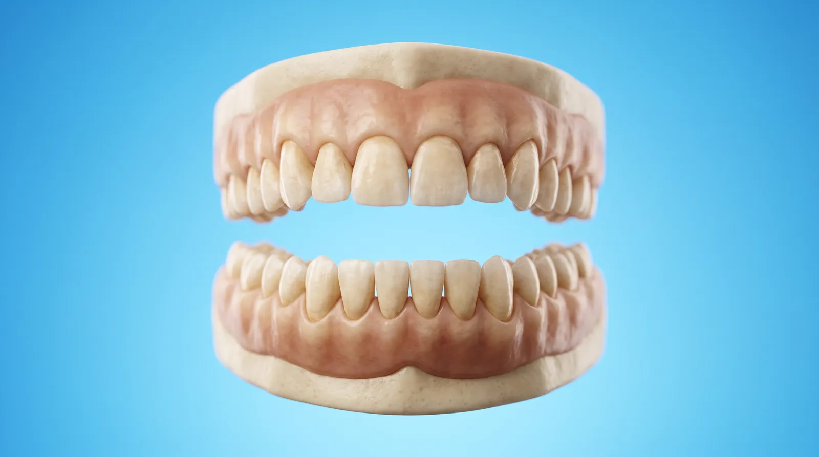 An upper and a lower dental arch model held apart, not meeting each other
