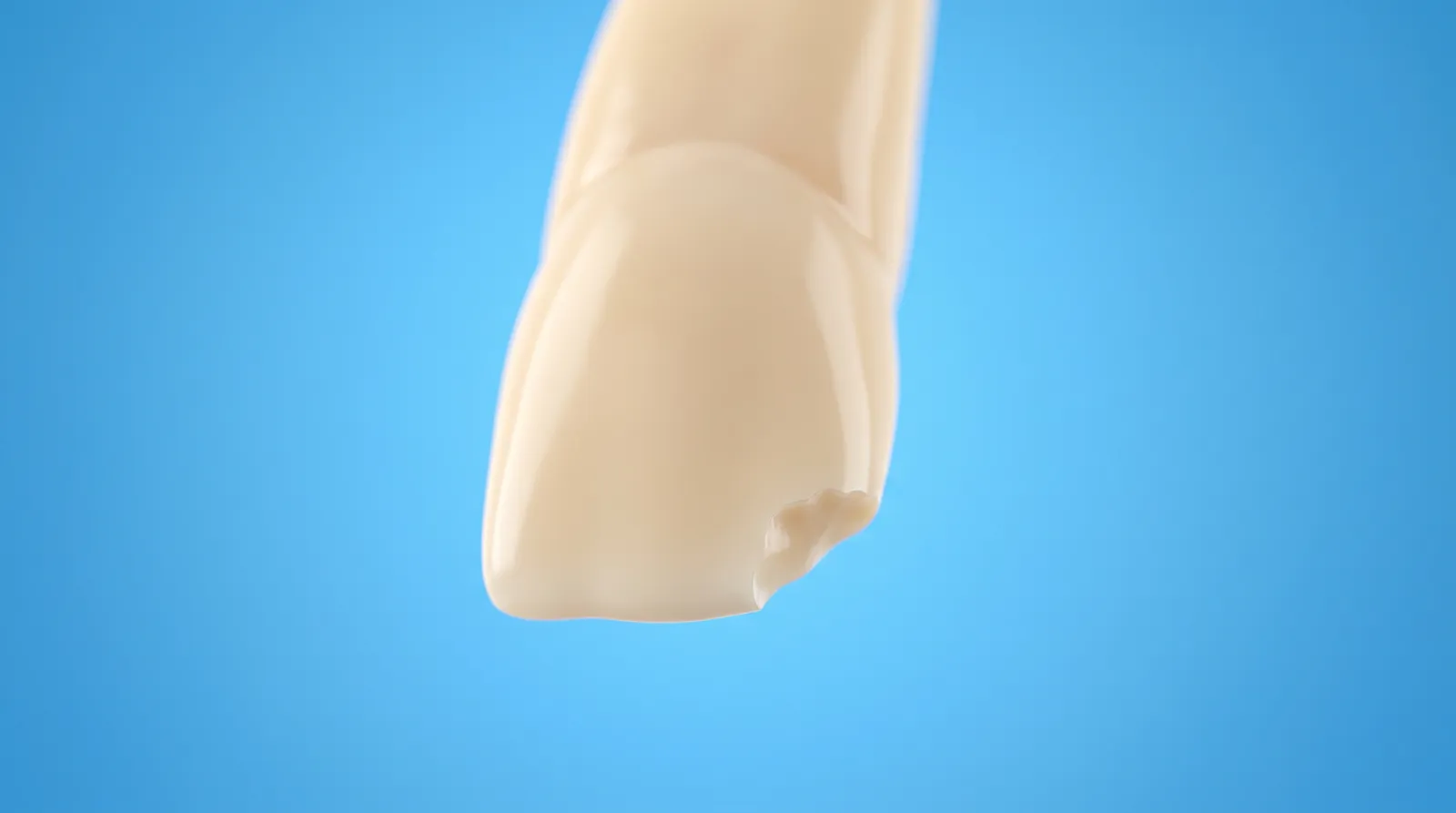 A single upper front tooth model with a small corner missing from its edge