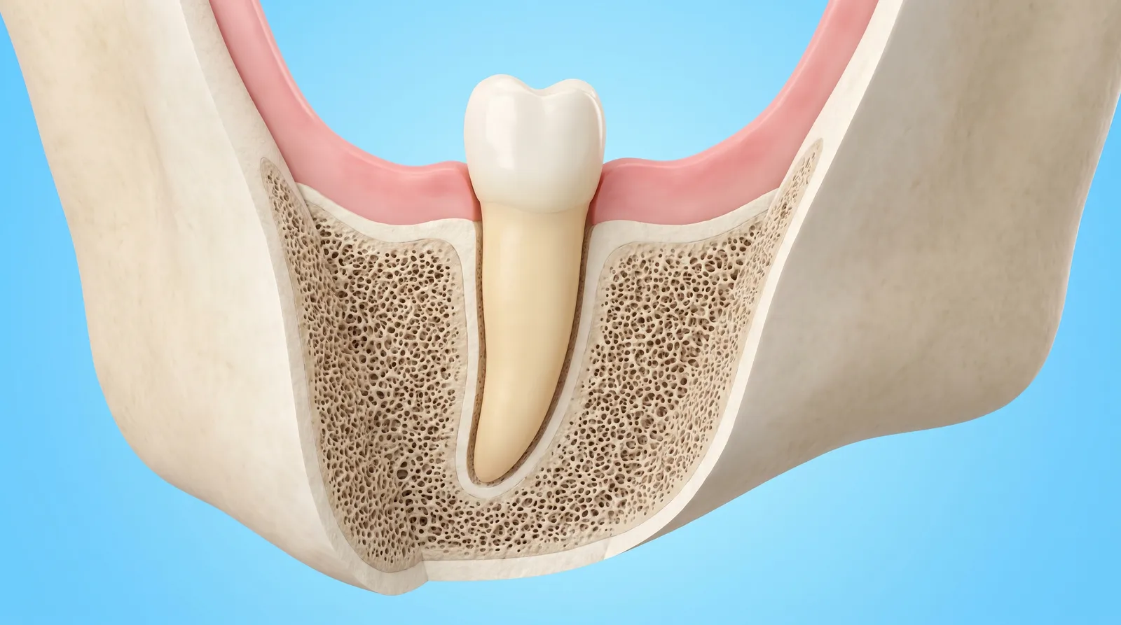 A cut-through of a jaw showing one tooth root buried in the bone that grips it