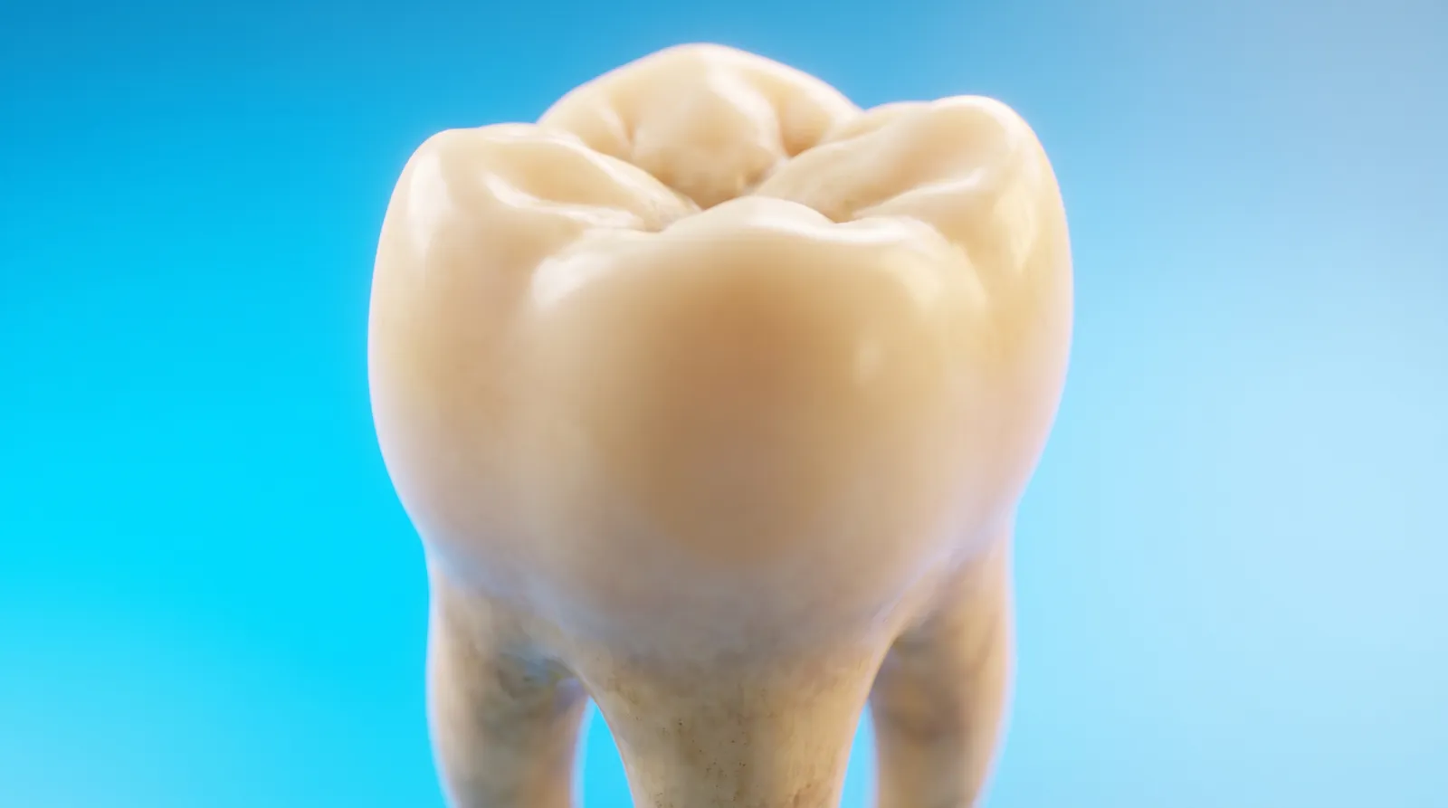 A single molar model alone in the frame, seen from a low angle