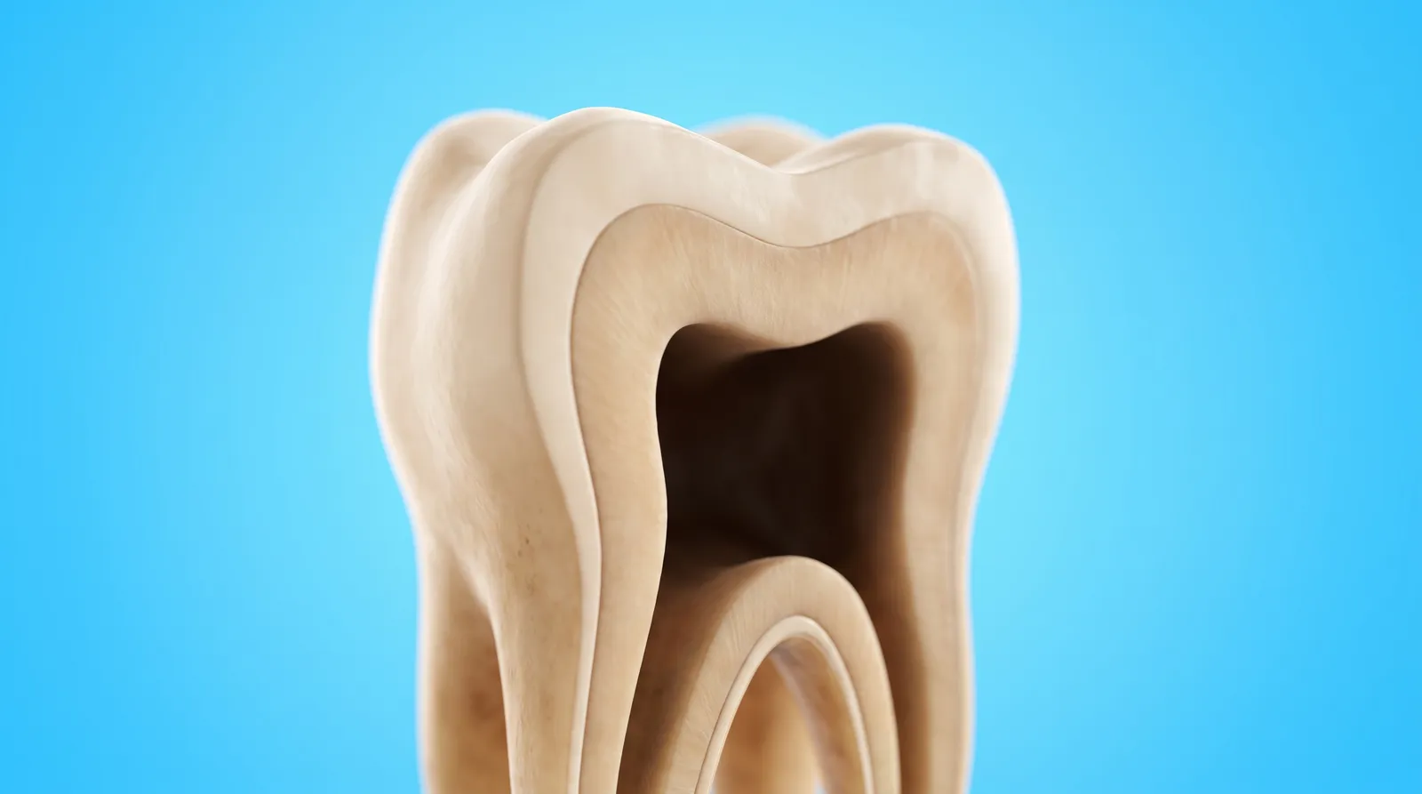 A cut-through molar with a dark hollow space where the nerve chamber was