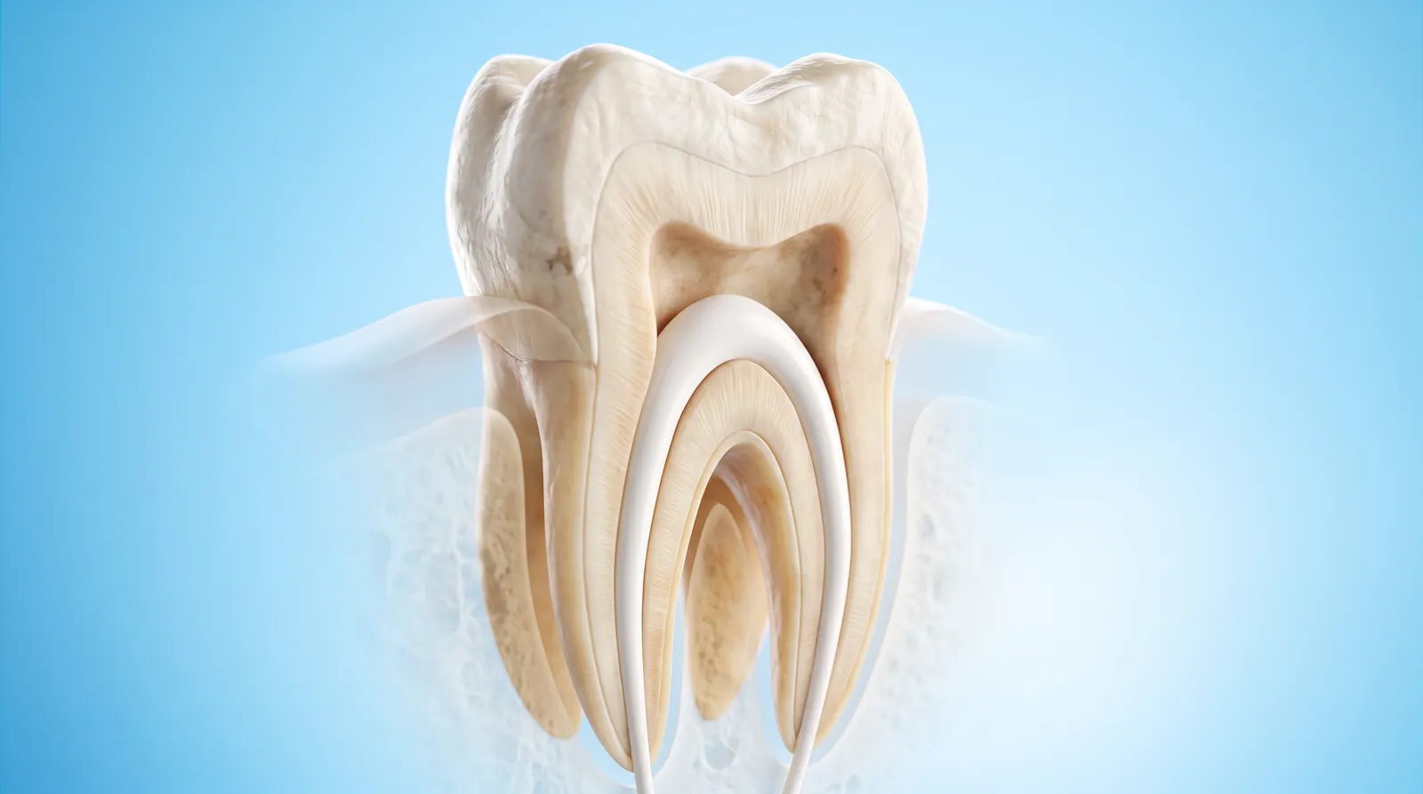 A cut-through molar with its root canals cleaned out and filled with a smooth white material