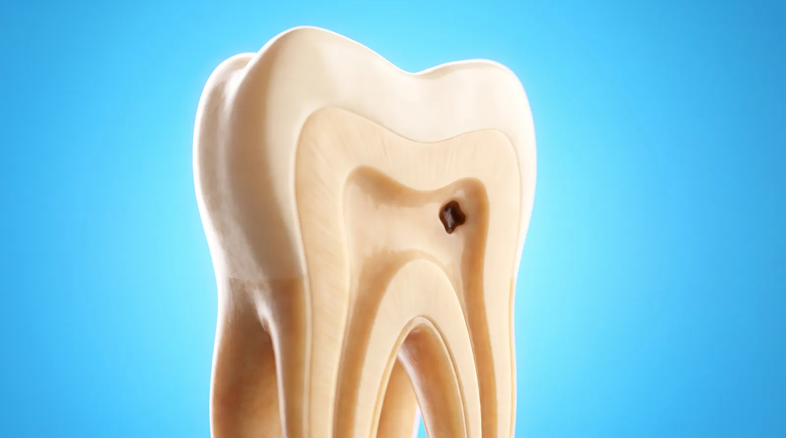A cut-through molar with a small dark spot deep inside it