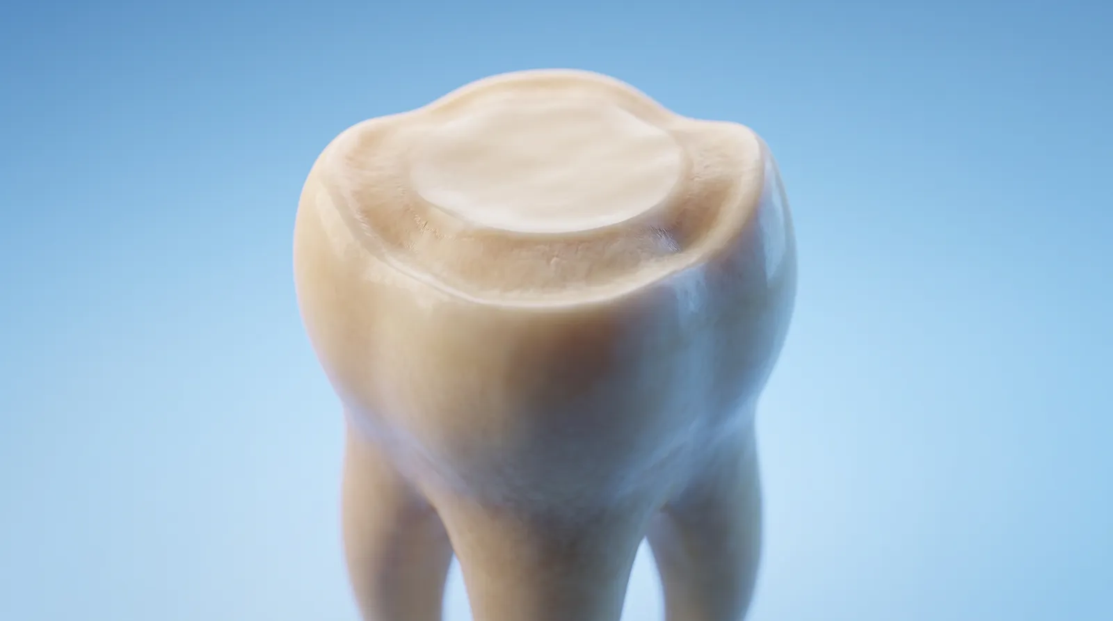 A single molar with its biting surface worn completely flat and smooth