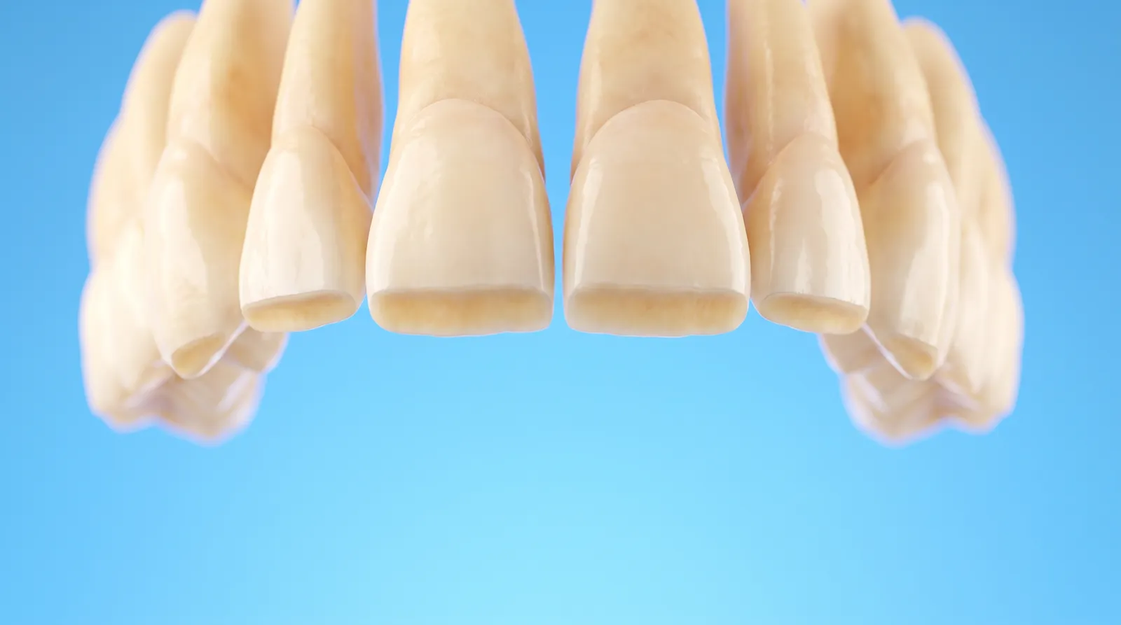 A row of front teeth with their edges worn short and level
