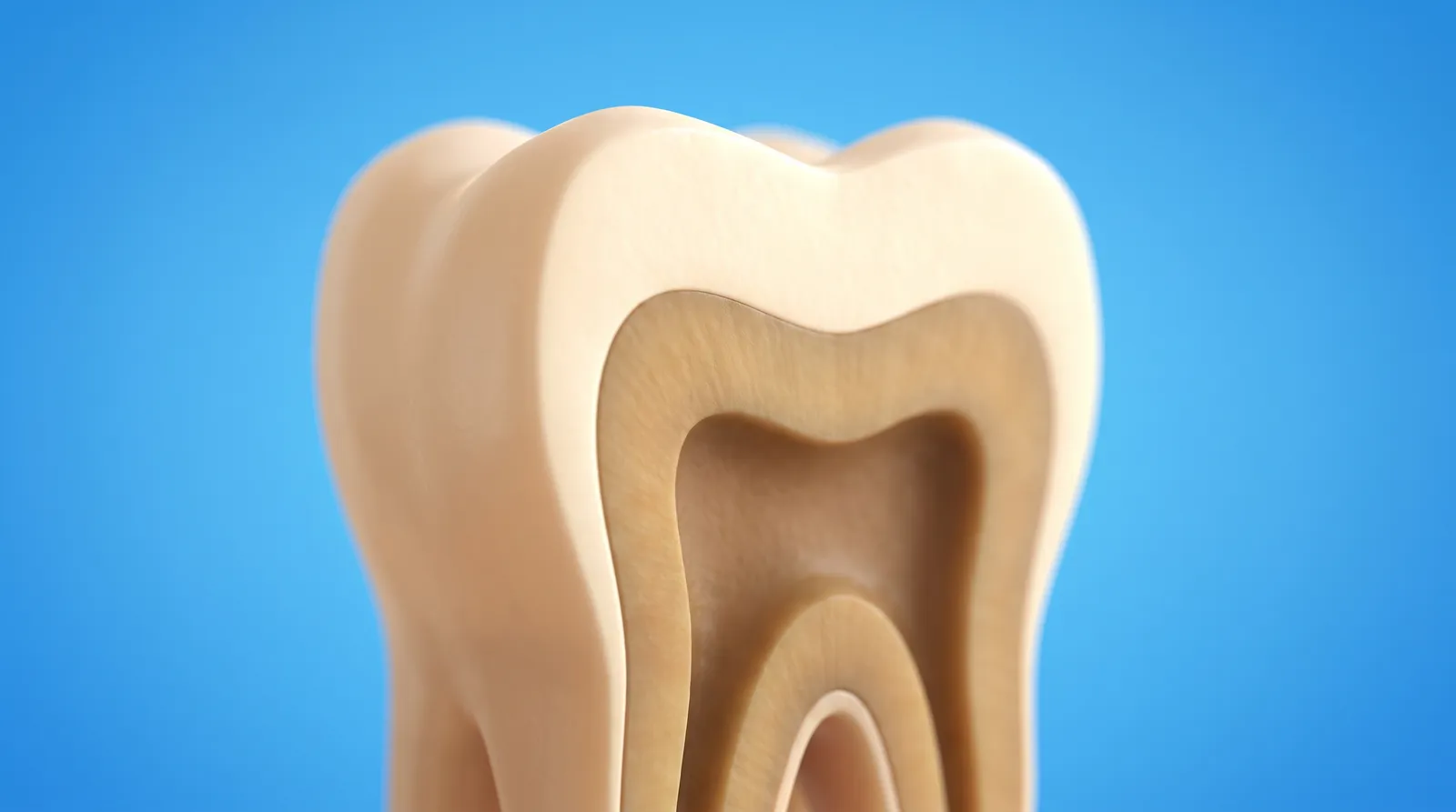 A cut-through model of one tooth showing the pale outer enamel and the darker layer beneath it