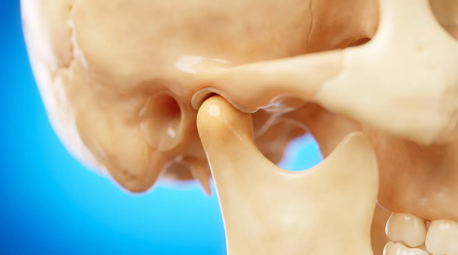 A cut-through model of a jaw joint showing the rounded head of the bone in its socket