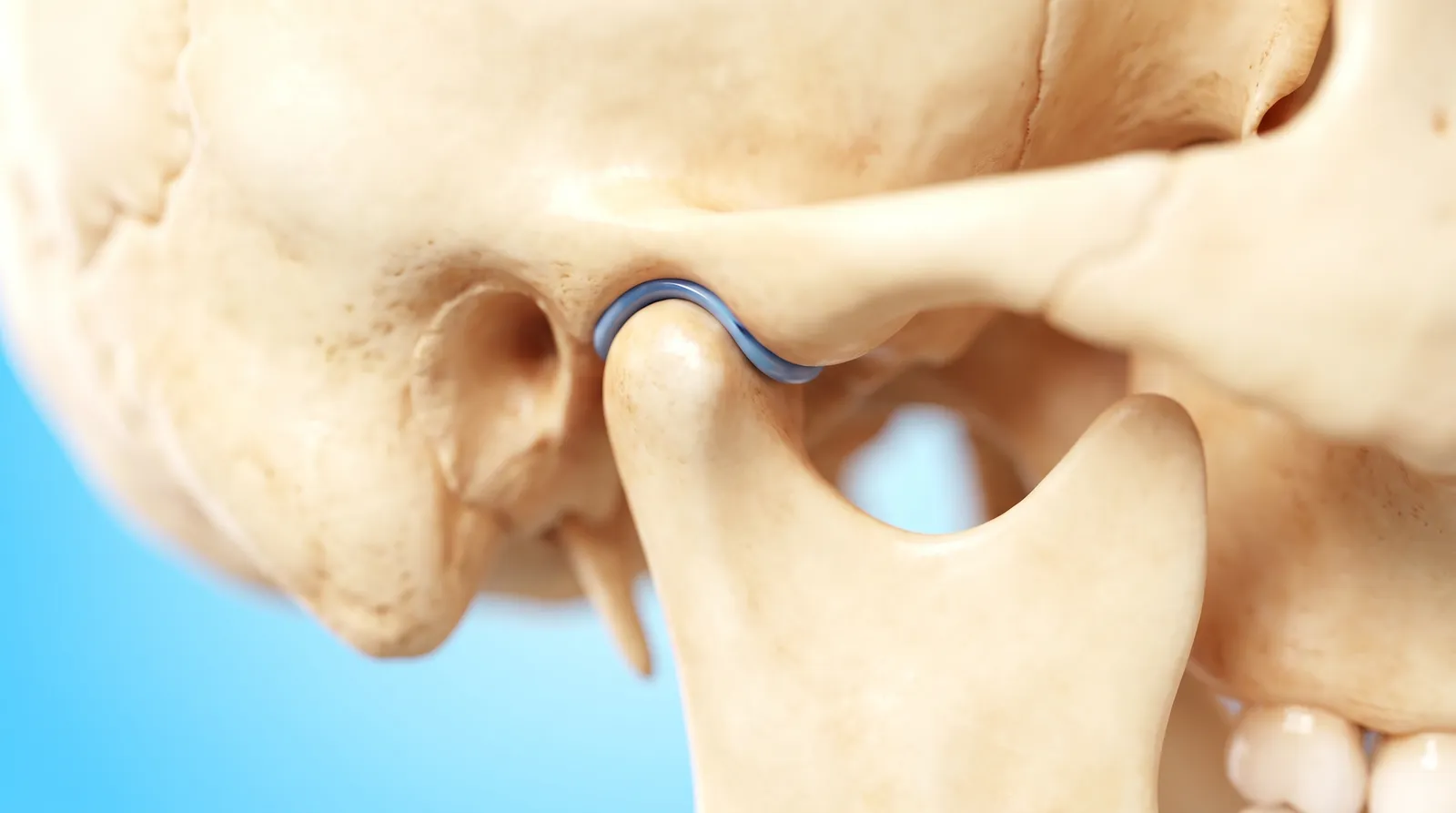 A cut-through jaw joint seen from the side, the joint surfaces pressed tightly together