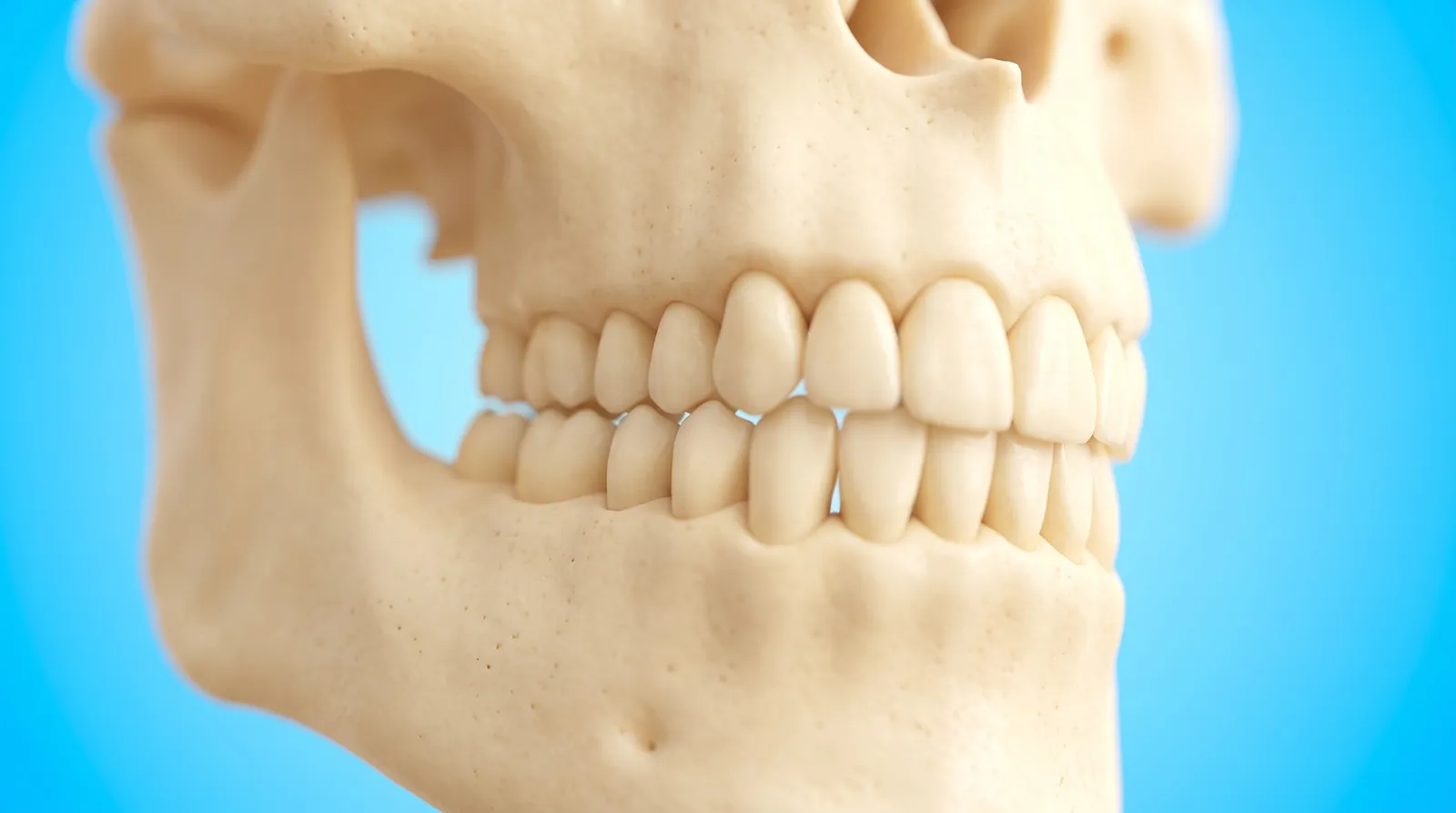 A jaw model with its back teeth clenched hard together, seen from a low angle