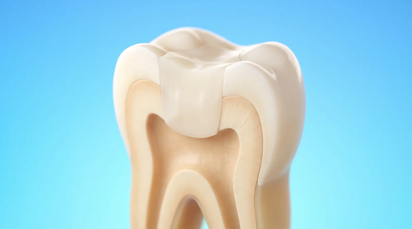 A cut-through molar with a tooth coloured filling merging seamlessly into the tooth wall