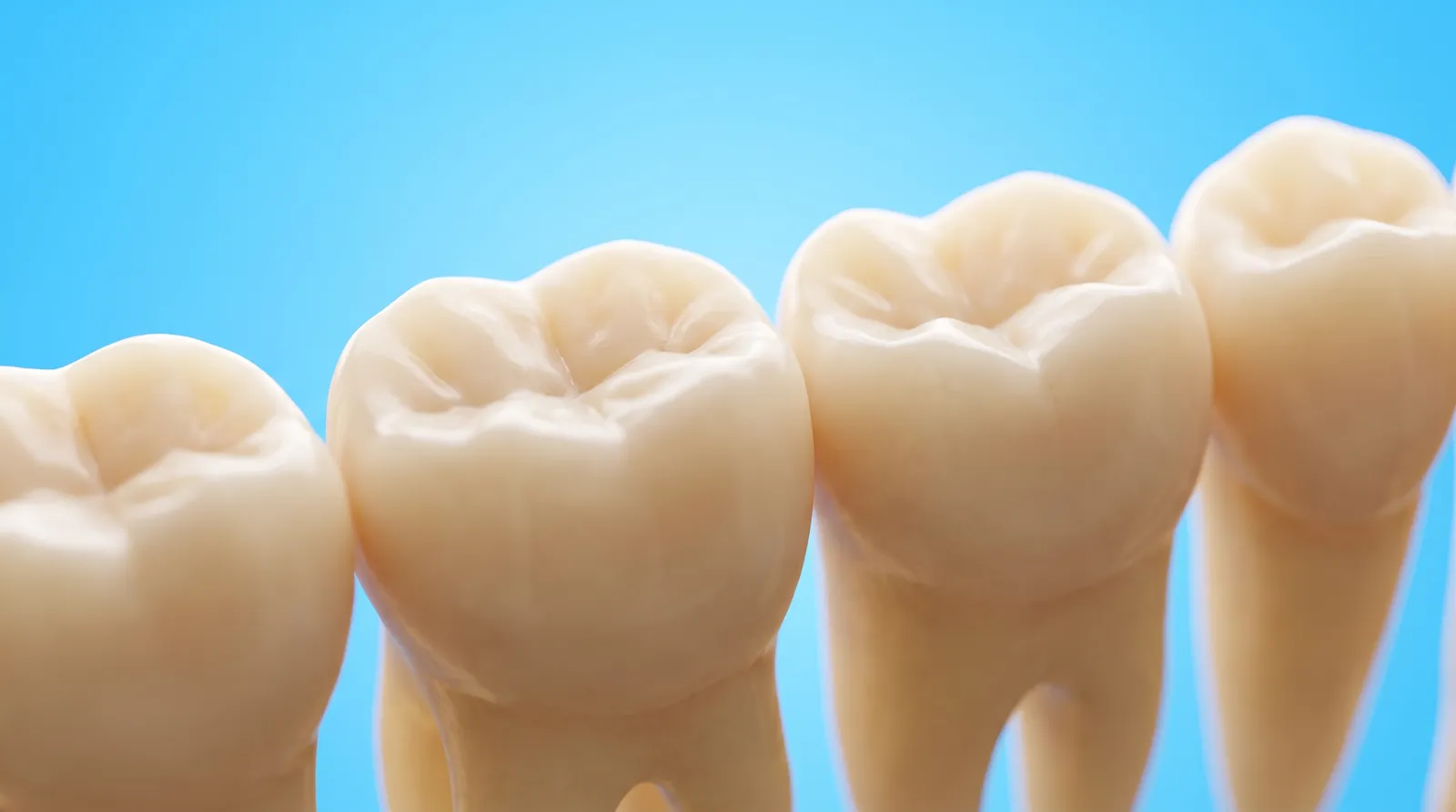 A row of lower molars with clean natural biting surfaces and no dark fillings