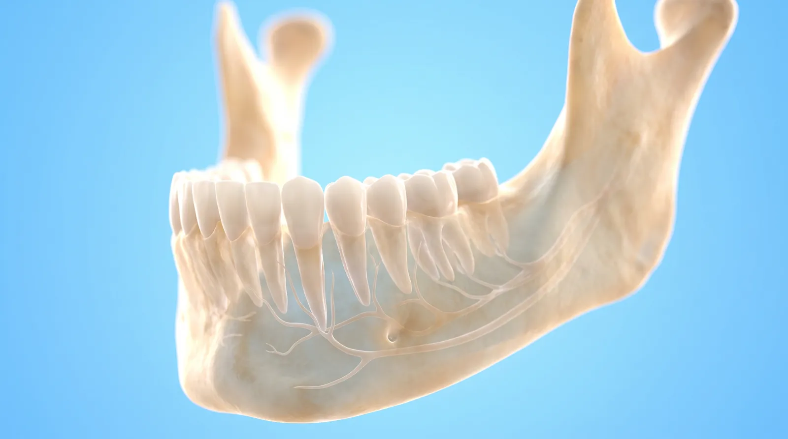 A see-through scan model of a lower jaw with all the tooth roots visible inside the bone